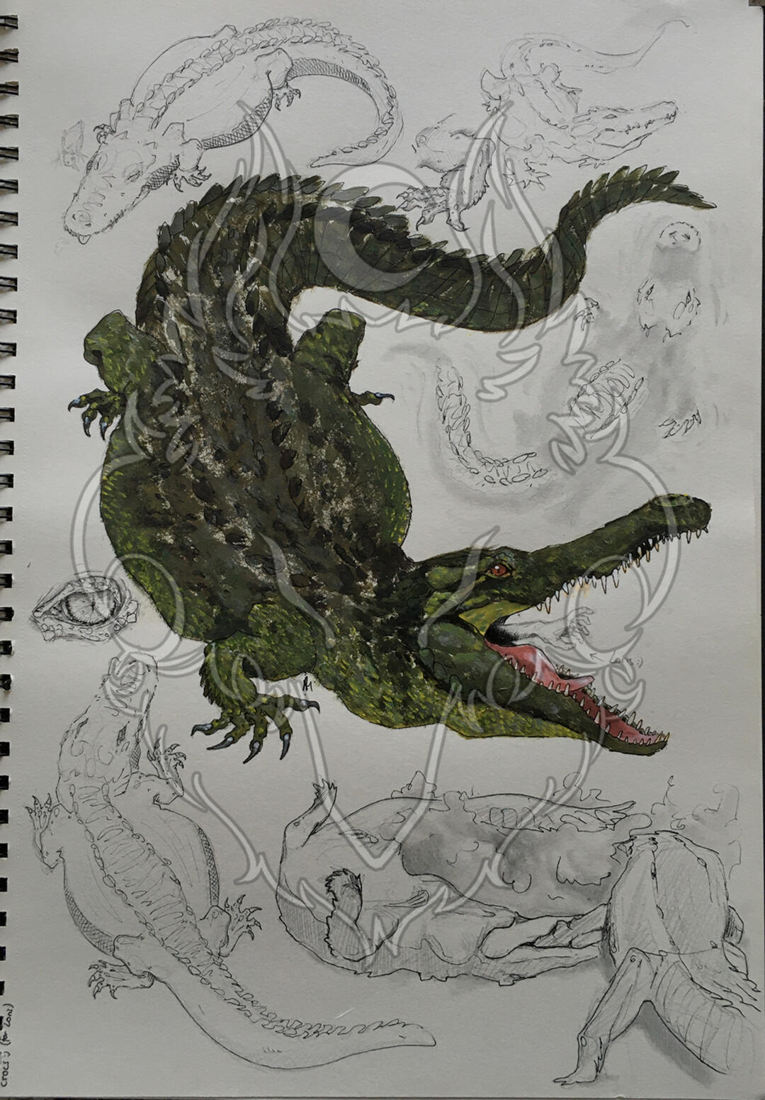 animal portrait and sketches